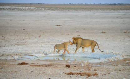 Lavovi u Namibiji.