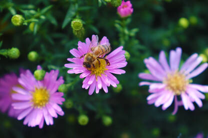 Pčela na cvijetu sakuplja med