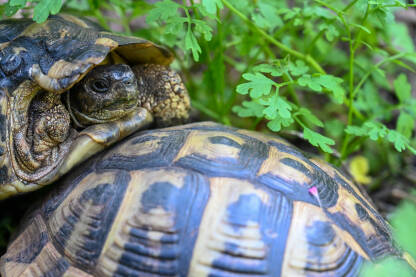Divlje kornjače se pare u prirodi.