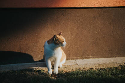 Narandžasto-bijela mačka