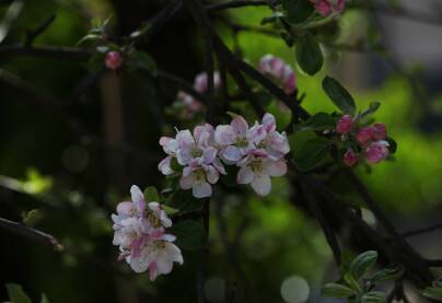 Roze beli cvetici na grancicama jabuke, zeleni listovi, pupoljci, prolecno vreme