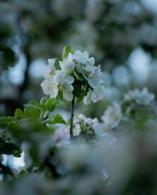 Grana jabuke sa procvjetalim beharom u proljeće