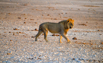 lav u potrazi za hranom u divljini Namibije