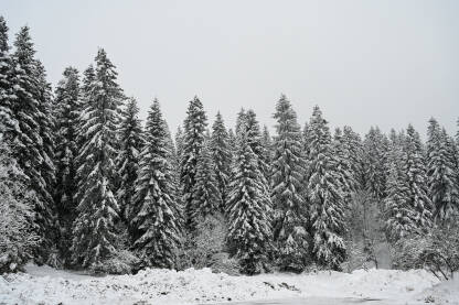 Snijegom prekriveno drveće i grane u planini. Šuma zimi.