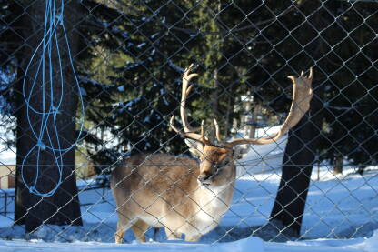 Fotografija prikazuje jelena na snijegu ispred kojeg je ograda