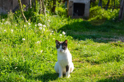 Mačka sjedi na travi. Crno bijela mlada mačka.