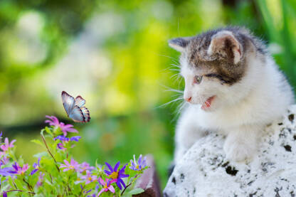 Mače gleda u leptira.