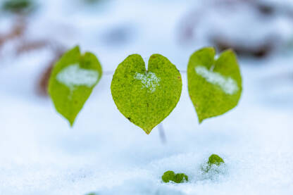 Tri srcolika zelena lista u snijegu. Zimska ljubav.