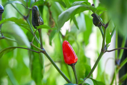Male ljute papričice u saksiji. Urbano baštovanstvo i kućni uzgoj aromatičnog povrća.
