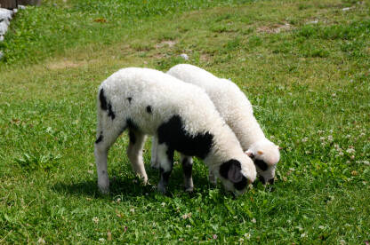Jagnjad na selu. Domaće životinje pasu travu. Ispaša ovaca.