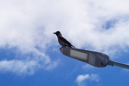 Vrana stoji na uličnoj lampi.
