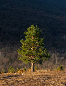 Borovo stablo na Baljevcu