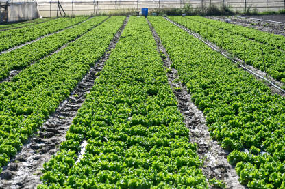 Usjevi zelene salate u polju. Salata raste u redovima na poljoprivrednom zemljištu. Redovi svježe zelene salate na poljoprivrednoj parceli.
