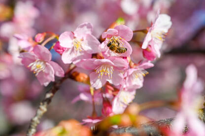 Pčele prikupljaju polen na cvijeću u voćnjaku. Cvjetanje japanskih trešanja u proljeće.