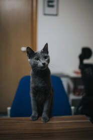 Slatka siva maca za trpezarijskim stolom u kući