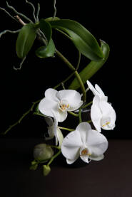 Bijela orhideja koja živi samo u tegli sa vodom !