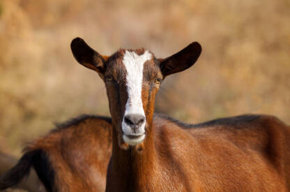 Domaća smeđa koza na ispaši.
