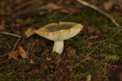 Gljiva u šumi nakon kišnog dana