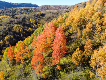 Boje jeseni, snimak dronom. Šarena šuma na planinama u jesen. Drveće koje raste u prirodi. Prekrasna listopadna šuma