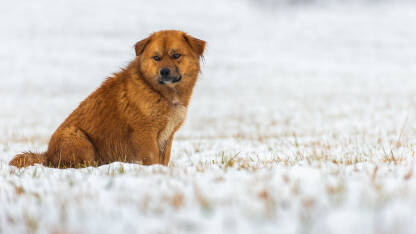 Napušteni pas u snijegu