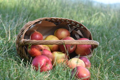 Pletena košara s jabukama