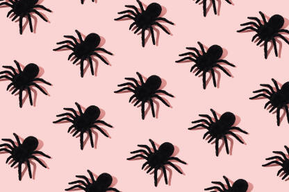 Crni pauk na ružičastoj pozadini. Arahnofobija.