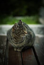 Mačka koja sjedi na klupi