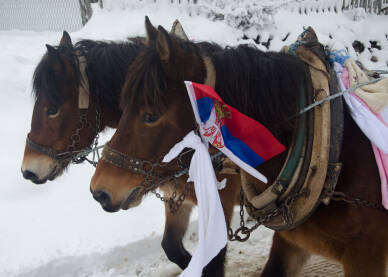 Okićeni konji za vrijeme srpskog praznika Badnjica.
Takav običaj