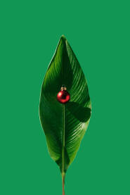 Crvena božićna kuglica / ukras na zelenom listu. Božićna / Novogodišnja čestitka.