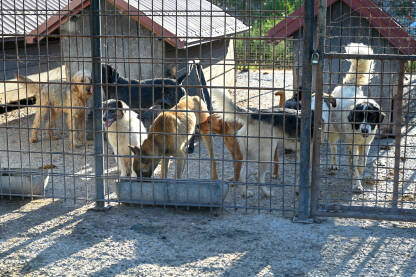Napušteni psi u skloništu za životinje. Azil za pse. Psi lutalice žive u užasnim uslovima u željeznim kavezima.