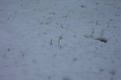 Sneg i kroz njega proviruje trava