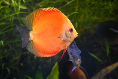 Tropske ribe u vodi. Prekrasne egzotične ribe u vodi. Dikusi.