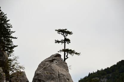 Drveče na stijeni.