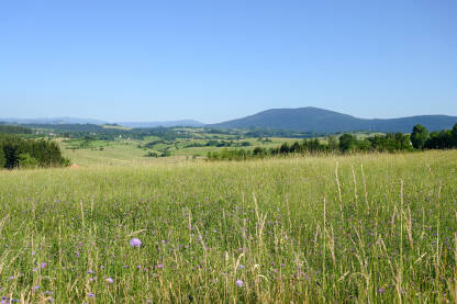 Cvijeće i trava rastu na proplancima u proljeće. Prelijepi krajolik u unutrašnjosti Bosne i Hercegovine.