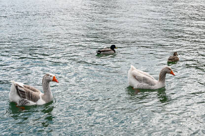 Guske i divlje patke na jezeru.