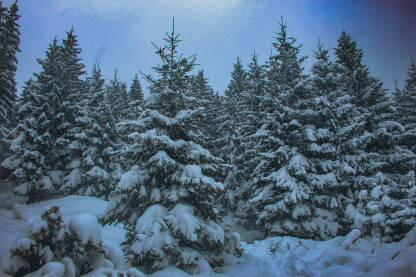 Šuma pod snijegom. Zima
