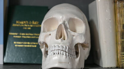 Umjetna ljudska lubanja između knjiga na polici. Simbol smrti.