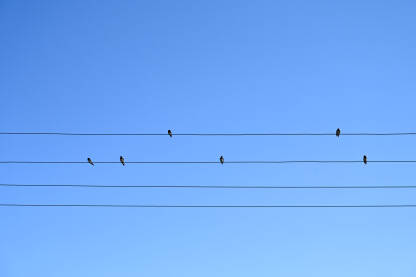 Lastavice na žici. Ptice u prirodi. Grupa ptica na električnom kablu.