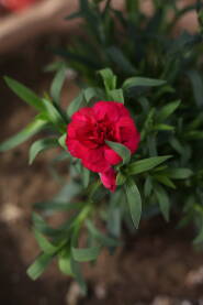 Cvet ruze crveno roze boje izmedju zelenih listova