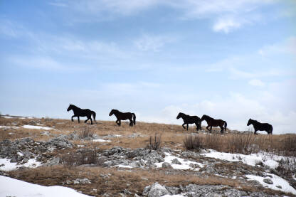 Divlji konji, zima, Livno