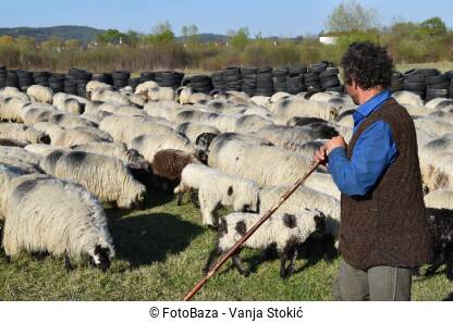 Čovjek čuva stado ovaca na ispaši. Muškarac sa štapom i stado ovaca na livadi.