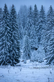Malo stablo jele pod snijegom na planini Vlašić koje se izdvaja ljepotom i oblikom od ostalih u okruženju.