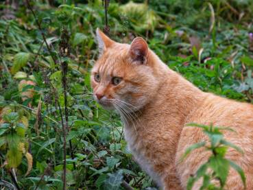 Mačak u travi čeka svoju priliku za lov.