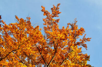 Boja jeseni u šumi. Žuto i smeđe lišće na granama na drveću u planini.