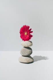 Svježi crveni cvijet gerber u balansu na naslaganom riječnom kamenju.