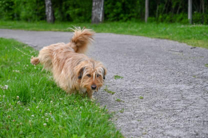 Psić piški na travu. Slatki smeđi pas piški u parku.