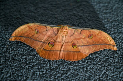 Japanski sviloprelac (Antheraea yamamai), vrsta leptira iz porodice paunovca, krupni plan.
