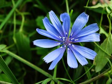 Plavi cvet u travi u prirodi Srbije