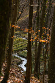 Mali potok u šumi, u rano proljeće