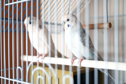 Papagaji u kavezu u stanu. Tužne ptice zarobljene u kavezu. Kućni ljubimci. Životinje u stanu.